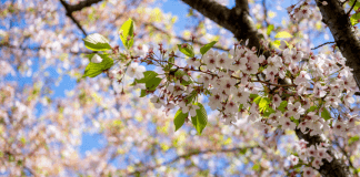 A Spring Break in Albuquerque