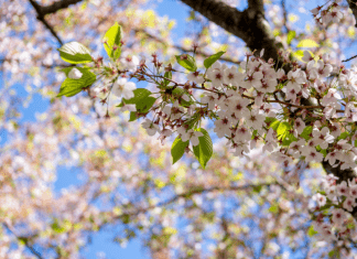 A Spring Break in Albuquerque