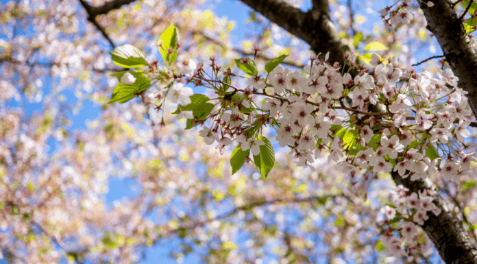 A Spring Break in Albuquerque