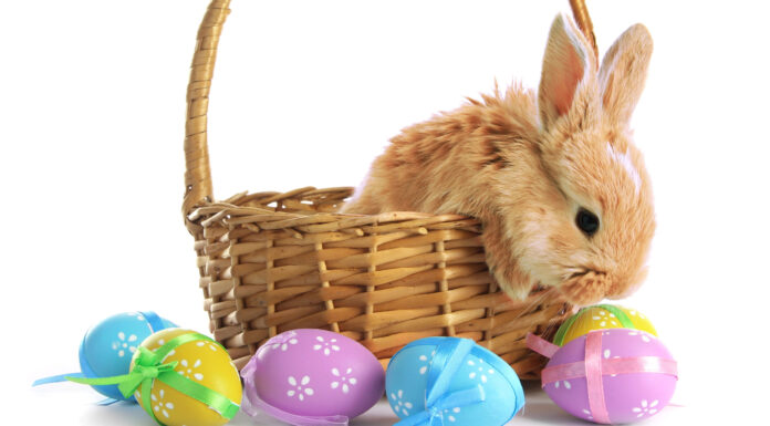 Photos with the Easter Bunny in Albuquerque Easter Bunny