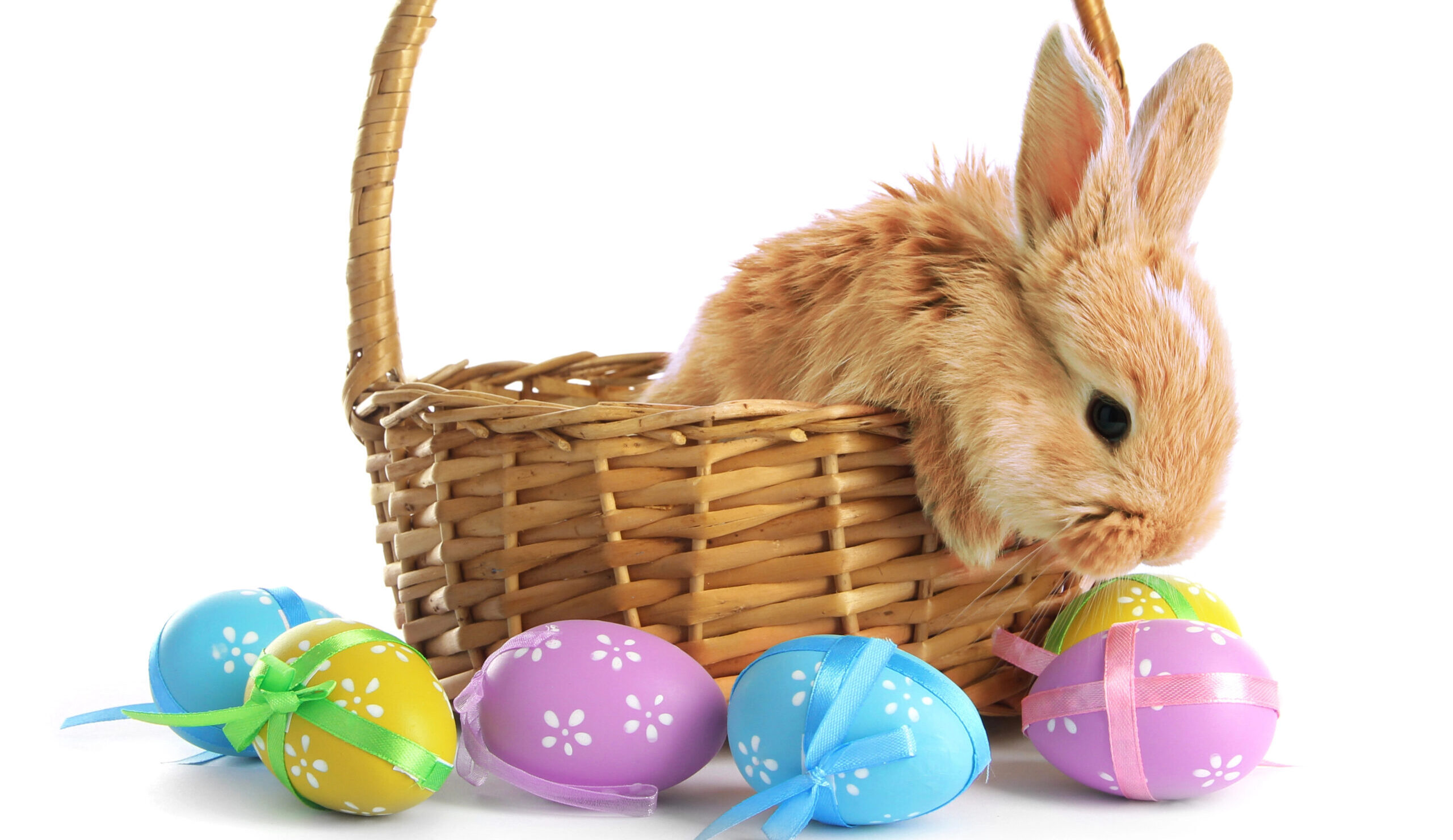 Easter Bunny Easter Bunny