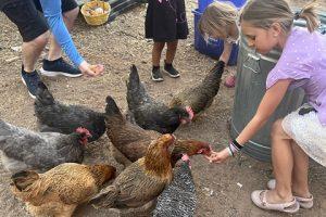 KidsFeedingChickens
