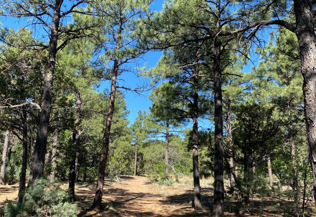 Manzano Mountains State Park