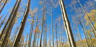 4 Easy, Fun Hikes to See Fall Leaves with Kids