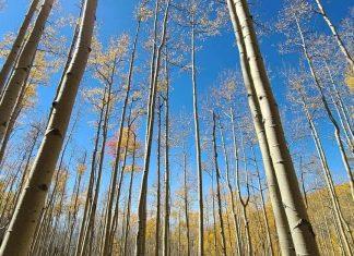 4 Easy, Fun Hikes to See Fall Leaves with Kids