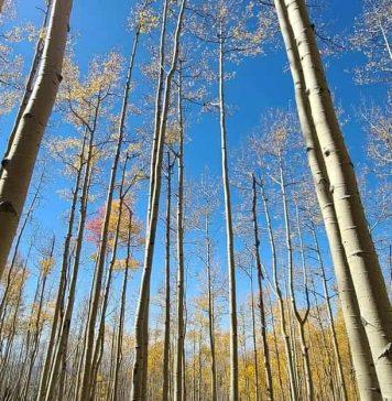4 Easy, Fun Hikes to See Fall Leaves with Kids
