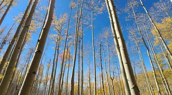 4 Easy, Fun Hikes to See Fall Leaves with Kids