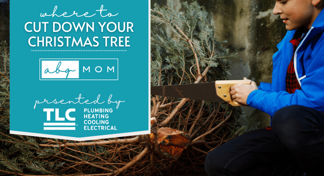 Where to Cut Down Your Own Christmas Tree Near Albuquerque