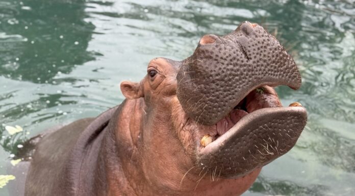 Why Winter Is the Best Time to Visit the Albuquerque Zoo Winter at the Zoo