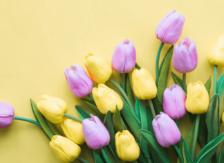 March Family-Friendly Events in Albuquerque Guide to March