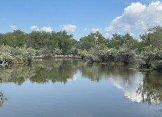 5 Walks and Hikes in ABQ to See Wildlife with Your Kids