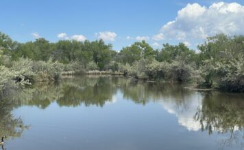 5 Walks and Hikes in ABQ to See Wildlife with Your Kids