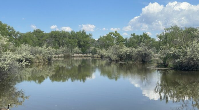 5 Walks and Hikes in ABQ to See Wildlife with Your Kids