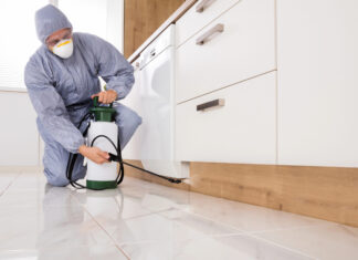 Guide to Pest Control in Albuquerque Pest Control