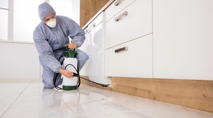 Guide to Pest Control in Albuquerque Pest Control
